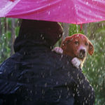 owner carrying pet under umbrella in the rain